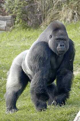 Gorila-do-ocidente macho (Gorilla gorilla)