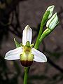 Ophrys apifera var. bicolor