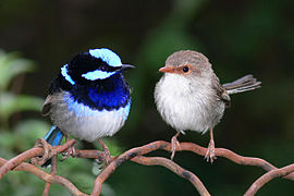 Pareja de Malurus cyaneus en época de apareamiento con plumajes totalmente diferentes.