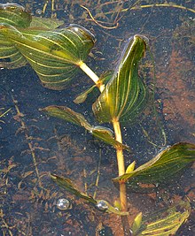 Potamogeton perfoliatus