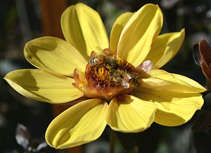 Two bees foraging on a dahlia "party" flower