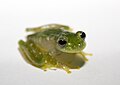 Image 10Powdered glass frog, Cochranella pulverata, Centrolenidae, Honduras to Ecuador (from Tree frog)