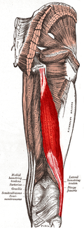 Musculus biceps femoris