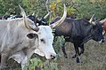 Oxen coming home after grazing