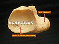 Os navicular - vista posterior