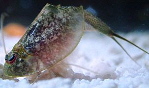 Triops newberryi