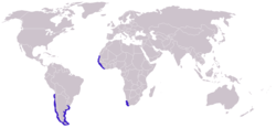 Distribución de inverno de P. fulicarius