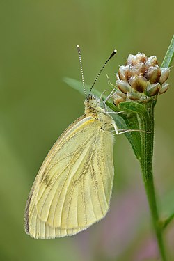 Grønåret kålsommerfugl