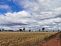 Wheatfield near Weethalle