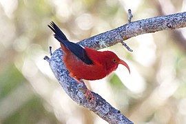 ʻIʻiwi (Drepanis coccinea), uma trepadeira havaiana