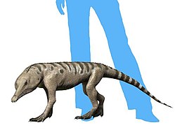 Chanaresuchus