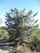 Cupressus macnabiana