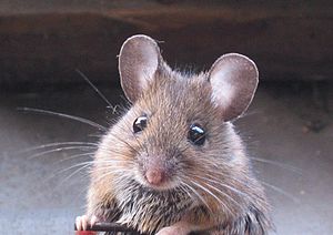 A Woidmaus (Apodemus sylvaticus)