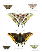 Charaxes e outras borboletas