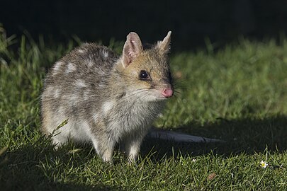 Eastern quoll Dasyurus viverrinus) fawn morph Australia