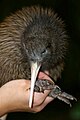 *Kiwi