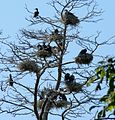 Great cormorants in Lithuania