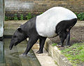 Tapir Malaya