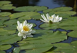 Valkolumme (Nymphaea alba)