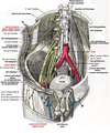 Le plexus lombal