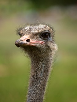 Cabeça de uma avestruz (Struthio camelus), fotografada no Zoológico de Whipsnade, em Bedfordshire, Inglaterra. (definição 2 736 × 3 648)