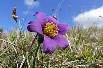 Flor-do-vento (Pulsatilla vulgaris) fotografada na reserva natural do monte de Mesnil-Soleil, Versainville, Calvados, França. (definição 5 472 × 3 648)