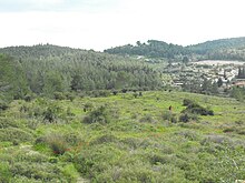 יער צרעה כשברקע מושב תרום ותל צרעה