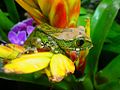 Image 21Big-eyed tree frog, Leptopelis vermiculatus, Hyperoliidae, Tanzania (from Tree frog)