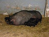 Вьетнамская вислобрюхая свинья (Sus scrofa domesticus) с потомством