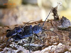 Callidium violaceum.