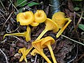 Hygrocybe vitellina sin. Gloioxanthomyces vitellinus