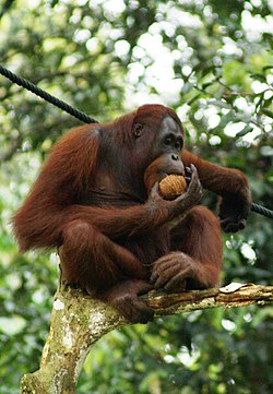 Borneanski orangutan (Pongo pygmaeus)