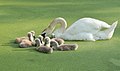 Mute swan and cygnets on a duckweed-covered pond in New York City