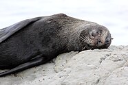 New Zealand fur seal