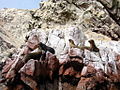 Phoques sur les îles Ballestas