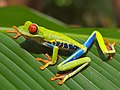 La Rana verde de ojos rojos (Agalychnis callidryas) es una especie zoológica de ranas de la familia de las Hylidae característica por son sus grandes ojos rojos y colores brillantes sobre todo su cuerpo. Habita desde el sur de México hasta el norte de Colombia. Por Careyjamesbalboa.