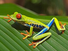 Agalychnis callidryas