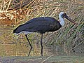 Ciconia episcopus microscelis Krugerio nacionaliniame parke, Pietų Afrikoje