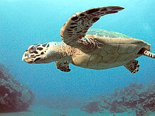 Photo of turtle swimming with extended flippers