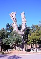 Detalle de la vieya llamera (Ulmus minor) secu de Camarena de la Sierra (Teruel), 2017.