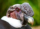 An Andean Condor at Colchester Zoo, England