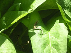 Lézard des murailles sur une feuille dans le Sud de la France.