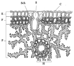 Blad van naaldhout:C = Dikke cuticula, E = Epidermis, F = Dood bevestigingsweefsel (Hypoderm), H = Harskanaal, H1 = Lumen (Holle ruimte), H2 = Klier-epitheel, H3 = Sclerenchymatische schede, P = Armpalisaden-parenchym, S = Ingezonken opening van huidmondje, Sch = Sluitcellen