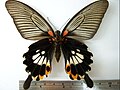 Papilio memnon heronus♀ (belly)