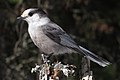 Grey jay