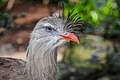 A crista frontal da seriema-de-perna-vermelha (Cariama cristata) é única entre aves neotropicais.