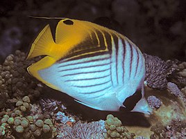 Threadfin butterflyfish (Chaetodon auriga). Underwater photograph at Pemba island