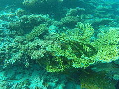 Acropora clathrata