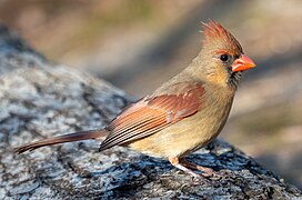 Cardinal (SDG 15)