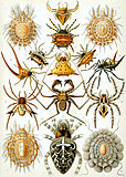 Arachnida